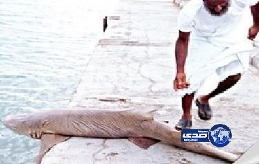 “مواطن” يصطاد سمكة قرش طولها 3 أمتار