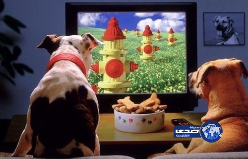 أول قناة تلفزيونية للكلاب