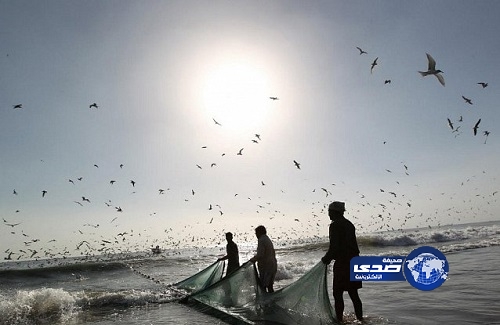 “الزراعة” تحدد مواعيد موسم صيد الربيان