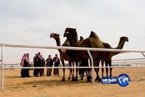 إصابة مواطن وابنه بطلق ناري بسبب خلاف على الإبل بالطائف