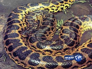 أفعى تلدغ رجلا في مكان حساس