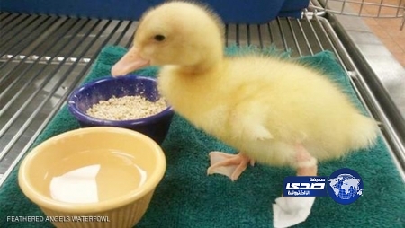 طباعة ثلاثية الأبعاد تنهي إعاقة بطة عرجاء