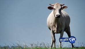 “بقرة” تسقط من سطح المنزل.. فتقتل برازيلياً في فراشه!