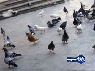 أستنفار فرق الاطفاء والشرطة  .. لانقاذ 3 حمامات