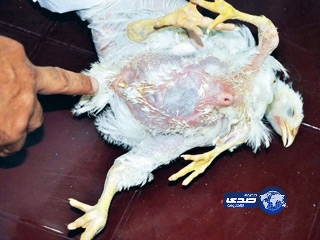 طائر بأربع أرجل وقلبين