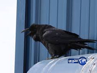 على طريقة أفلام الرعب .. غراب يثير الذعر في مدينة