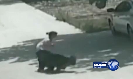 بالفيديو.. كلب ضال يفترس طفلة صغيرة بالصين