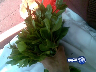 القات يمنع في بريطانيا .. وفرض العقوبة على مالكيه