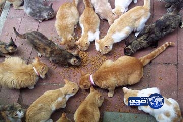 عصابة لسرقة القطط في فيتنام