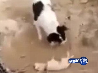 بالفيديو .. كلب يدفن جرواً بعدما اكتشف جثته
