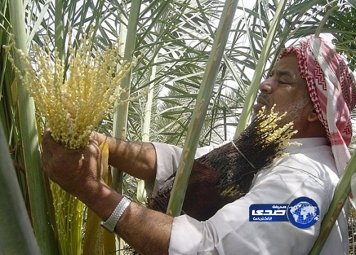 صرف إعانة إنتاج التمور لصغار المزارعين بالآحساء