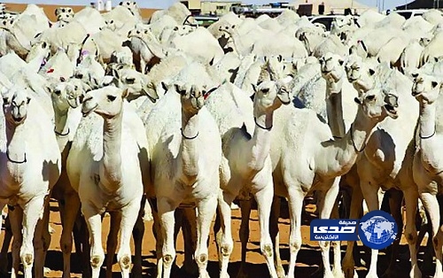 دراسة: الإبل قد يكون مسبب لانتشار (كورونا)