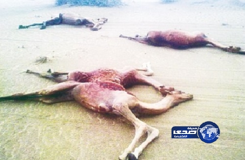 نفوق ١٧ رأسًا من الإبل مملوكة لمواطن بصامطة