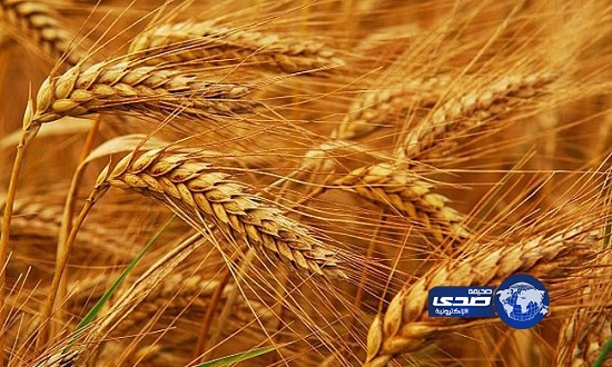 “الصوامع” تنهي إجراءات دفعة جديدة من القمح المستورد