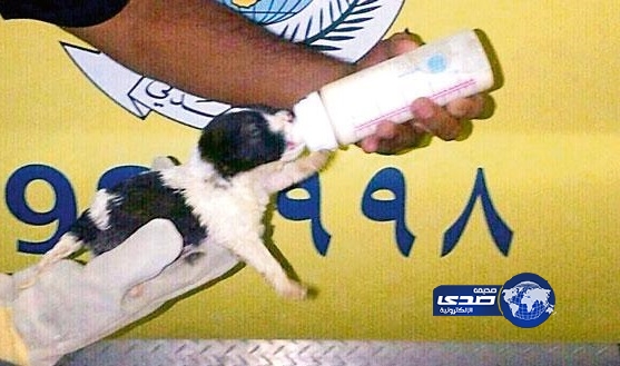 مدني عسير ينقذ جروا من الغرق