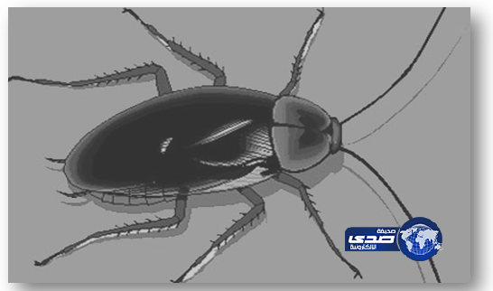 هروب مليون صرصور من مزرعة في الصين