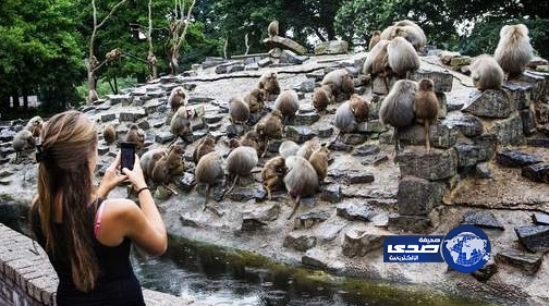 يعني من قلة القرود !!