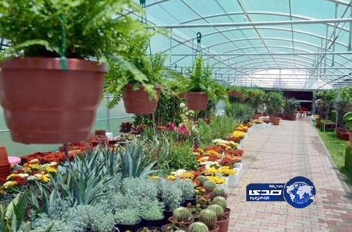 أمانة الطائف تنفذ مشروع تطوير المشتل الرئيسي وزيادة طاقته الإنتاجية