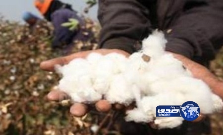 مصر تحظر استيراد القطن من تركيا