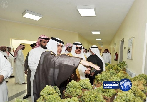 محافظ بلقرن يفتتح مهرجان العنب السنوي الثالث