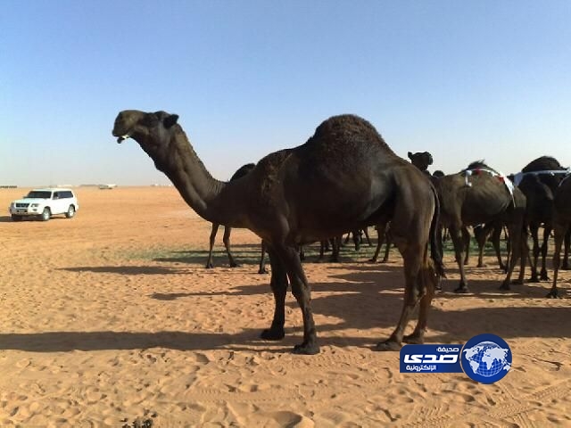 الإبل قد تكون مصدر فيروس “ميرز” القاتل بالسعودية