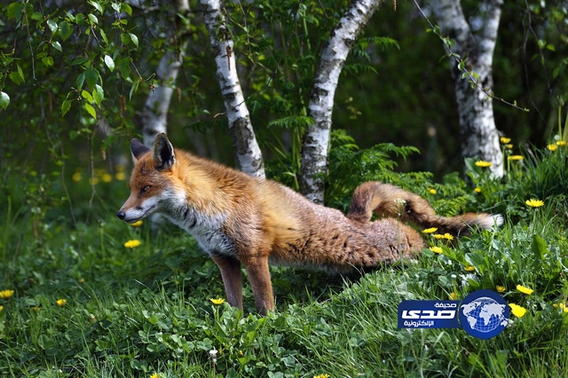 بريطاني تقلَّب ليعانق حبيبته فوجد ثعلباً!