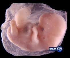 دراسة: الإنسان يبدأ في تعلم اللغة قبل مولده