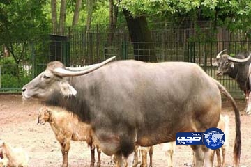 قروي هندي يقيم حفل وداع كبير لـ”بقرة” بتكلفة 2.5 مليون