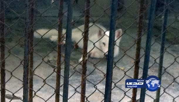 حديقة حيوان “تحتال” على زوارها بحيوانات مزيفة