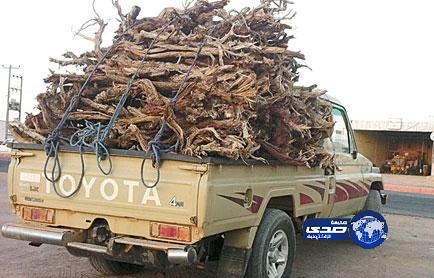 أمانة نجران ترصد المحتطبين في غابة سقام بدوريات متخصصة