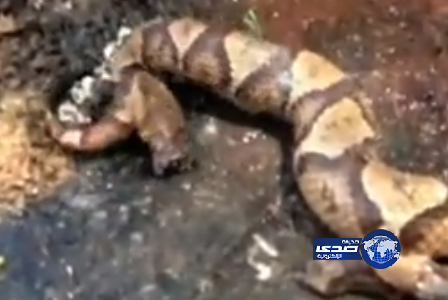 فيديو مرعب.. رأس حية مقطوع يتحرك ويعض ذيلها “شاهده ما يقارب 1.3 مليون”