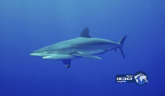 سمكة قرش تقتلع ذراع سائحة أثناء السباحة