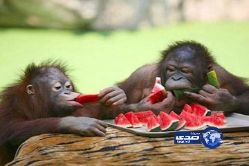 حديقة حيوان تستعين بالبطيخ للتغلب على حرارة الصيف