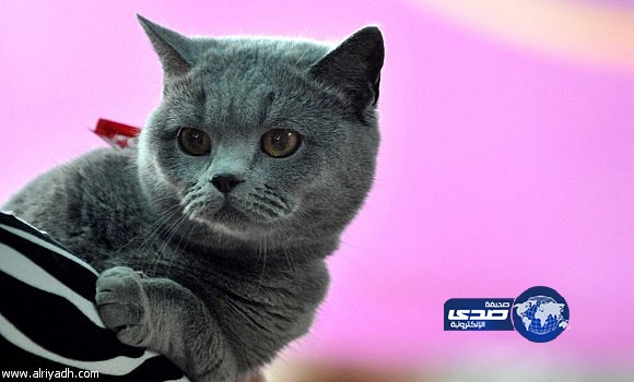 قطط أليفة تلتهم جثة مالكتها