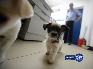 شرطي ينتهك القانون لإنقاذ الكلاب من الموت