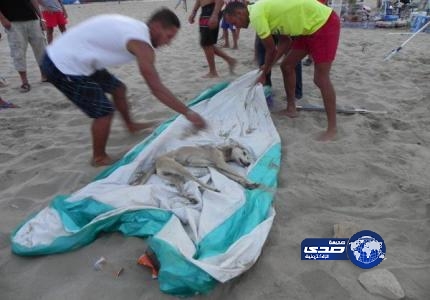 كلب مسعور يهاجم السياح على كورنيش بالمغرب.. ويخلف إصابات