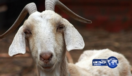 بريطاني يغتصب .. معزاة