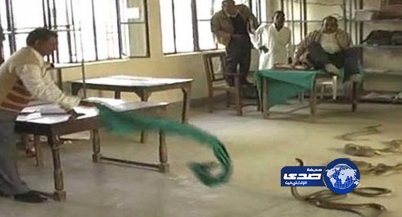 بالفيديو.. هندي يطلق عشرات الأفاعي في مكتب حكومي احتجاجاً