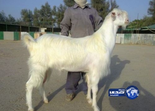 في صفقة غير مسبوقة بالسعودية “تيس” بـ13 مليون ريال