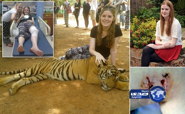 بالفيديو.. نمر فى تايلاند ينهش ساق سائحة بريطانية وهو “يلاعبها”