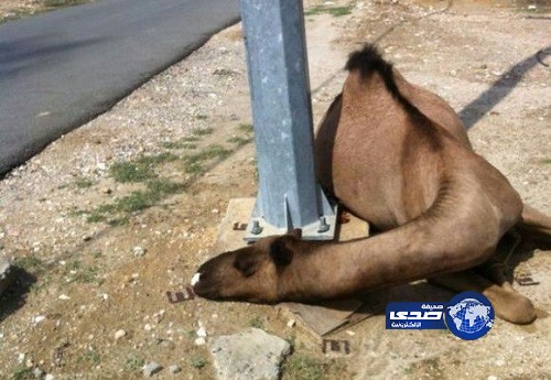 تسرب كهربائي من عمود إضاءة يصرع ناقة في النصب ببارق