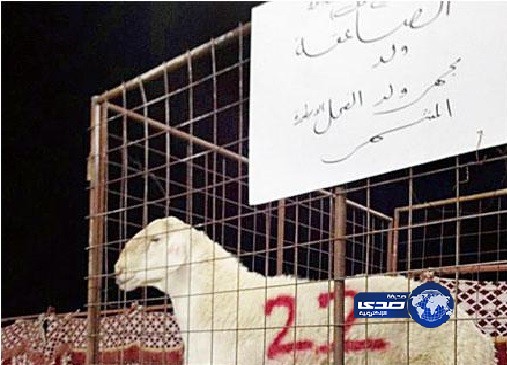 الخروف “الصاعقة” بـ 37 ألفا في الطائف