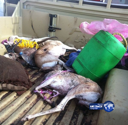 مذبحة غزلان في محمية “بني معارض” بوادي الدواسر