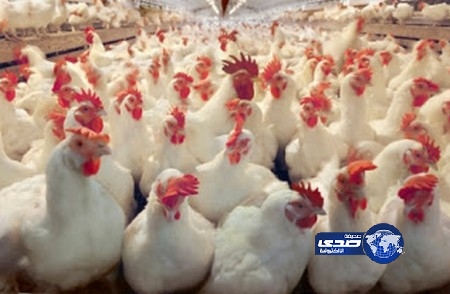 دجاج للإيجار