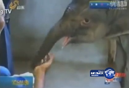 بالفيديو.. فيل صغير يبكي على فراق أمه