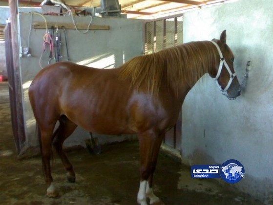 رجل يصوّر نفسه وهو يغتصب فرس وكلبتين