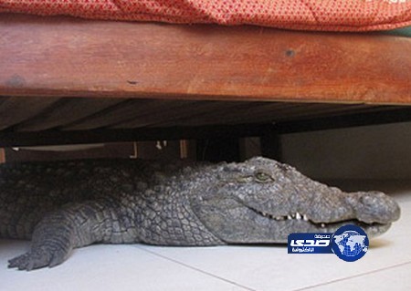 يستيقظ ليجد تمساحا أسفل سريره