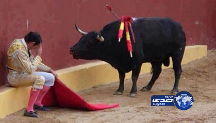 الصورة التي كانت سبباً باعتزال أشهر مصارع ثيران