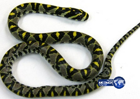 ثعبان يتسبب في إلغاء رحلة طائرة