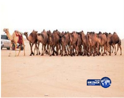 مواطن يتبرع بنصف إبله من أجود السلالات لمساعدة اللاجئين السوريين